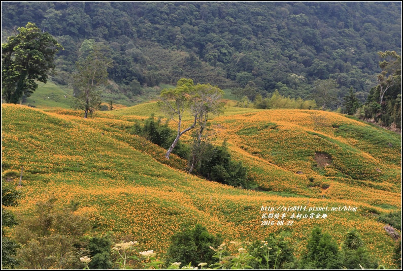 赤柯山賞金趣(金針花海)-2016-08-96.jpg