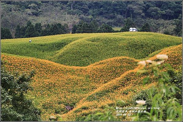 赤柯山賞金趣(金針花海)-2016-08-97.jpg