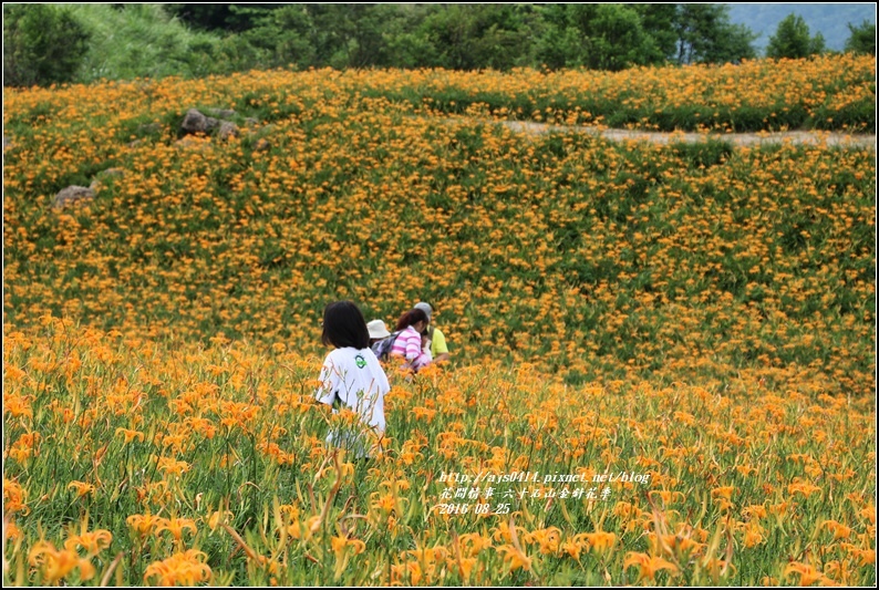 2016-六十石山金針花季-2016-08-18.jpg