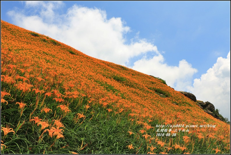 2016-六十石山金針花季-2016-08-58.jpg