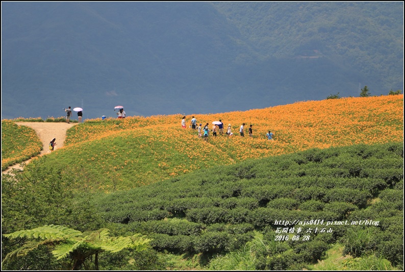 2016-六十石山金針花季-2016-08-70.jpg