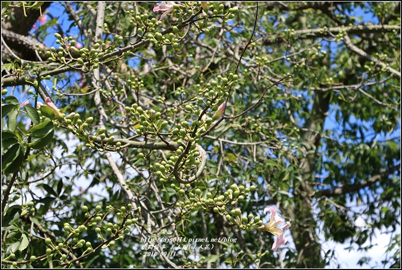 美人樹(花)-2016-09-10.jpg