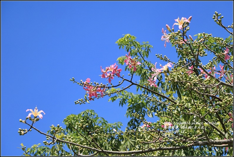 美人樹(花)-2016-09-14.jpg