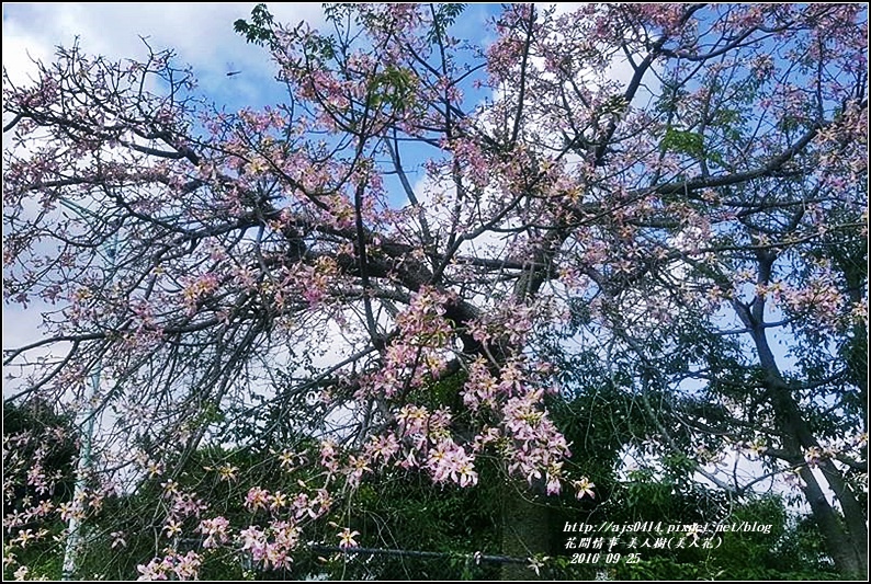 美人樹(花)-2016-09-19.jpg