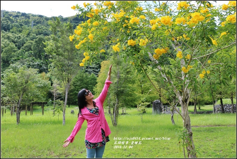 黃鐘花-2016-11-05.jpg