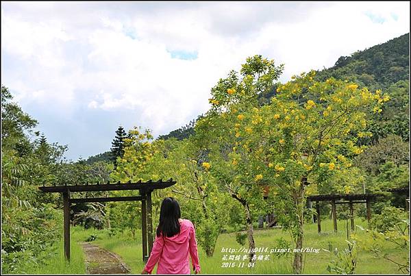 黃鐘花-2016-11-06.jpg