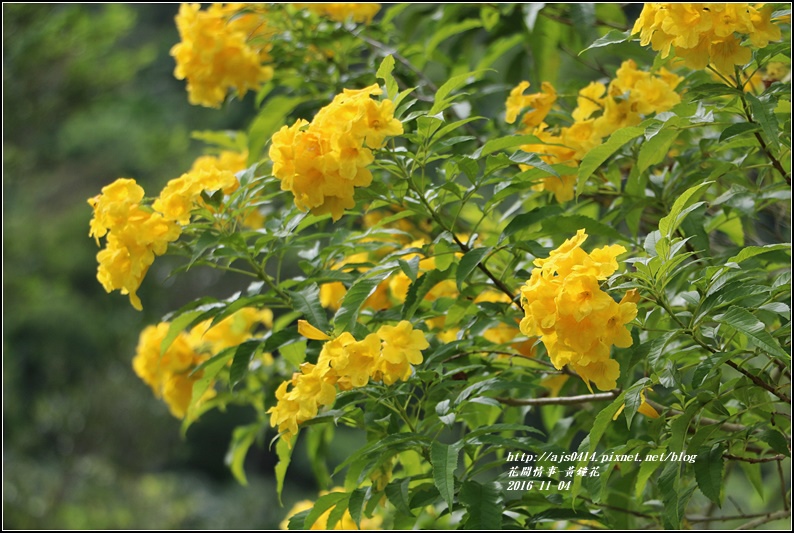 黃鐘花-2016-11-10.jpg