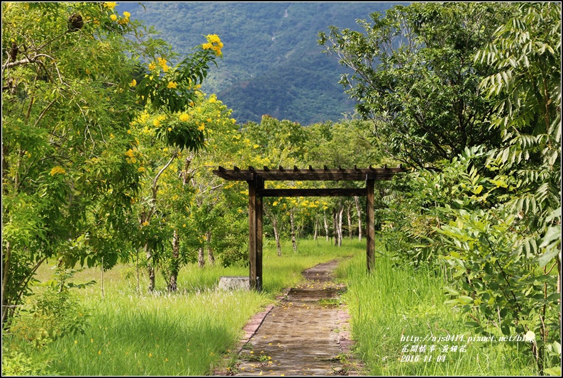 黃鐘花-2016-11-19.jpg