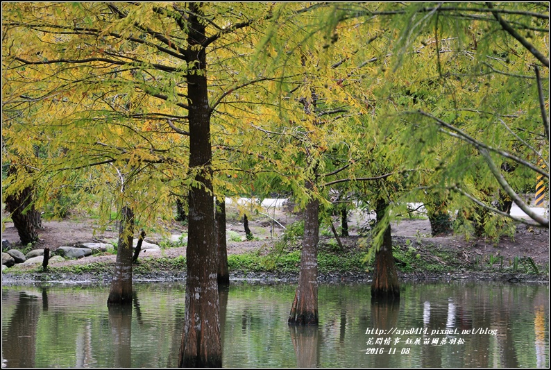 鈺展苗圃落羽松-2016-11-10.jpg