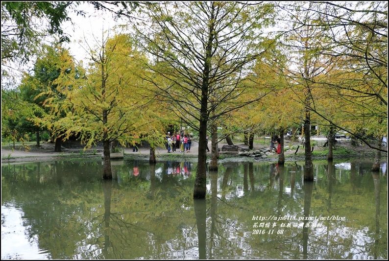 鈺展苗圃落羽松-2016-11-15.jpg