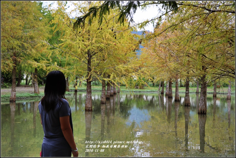 鈺展苗圃落羽松-2016-11-20.jpg