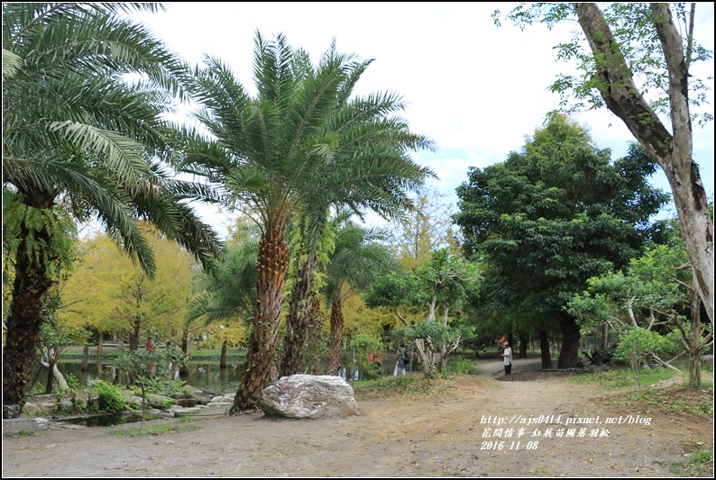 鈺展苗圃落羽松-2016-11-27.jpg