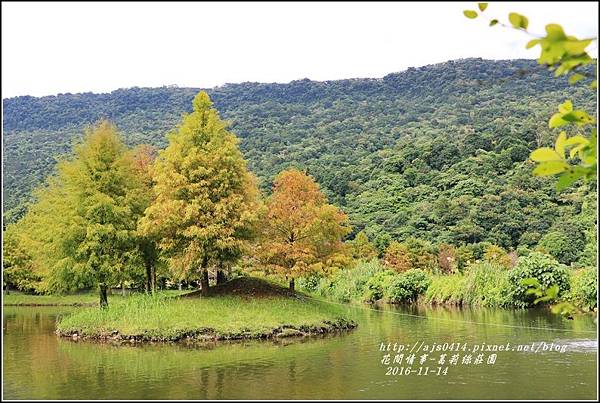 葛莉絲莊園落羽松-2016-11-09.jpg