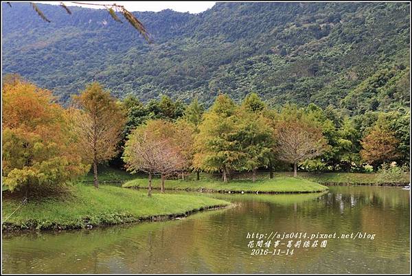 葛莉絲莊園落羽松-2016-11-10.jpg