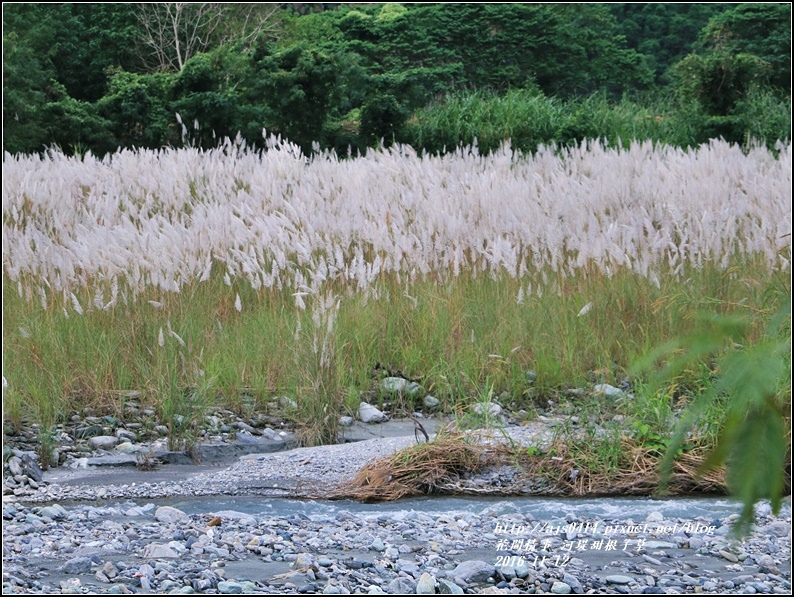 甜根子草(芒花)-2016-11-03.jpg