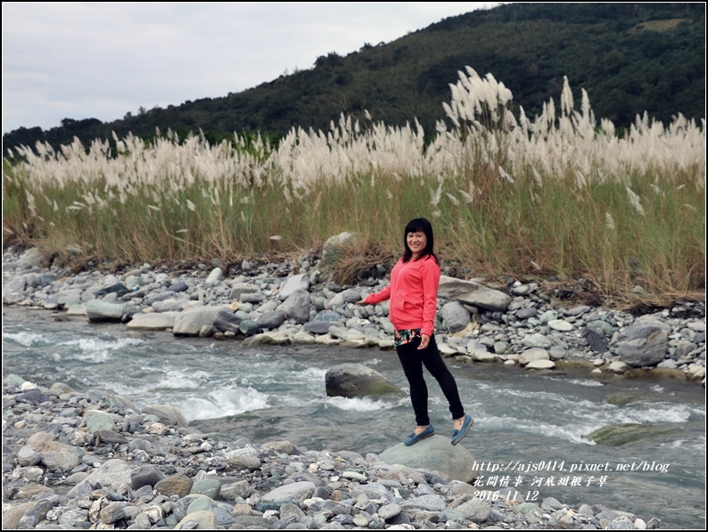 甜根子草(芒花)-2016-11-17.jpg 甜根子草(芒花)-2016-11-17.jpg