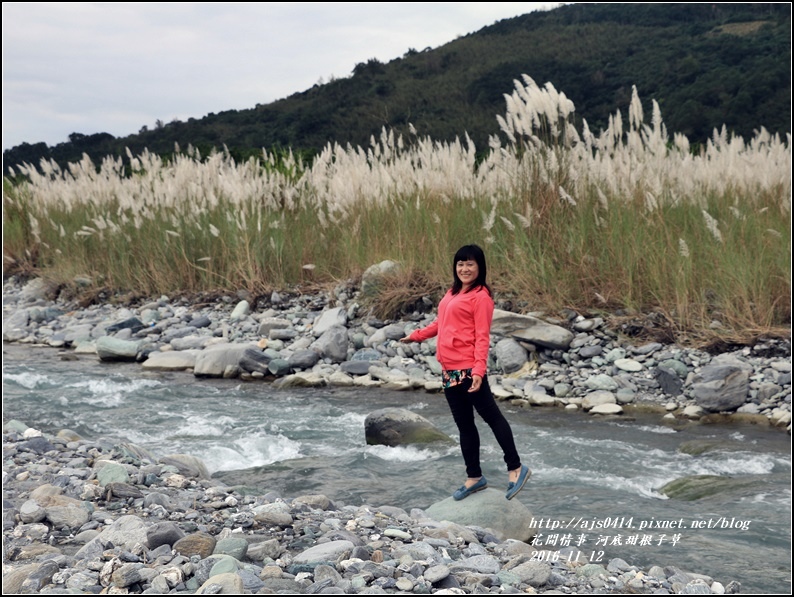 甜根子草(芒花)-2016-11-17.jpg