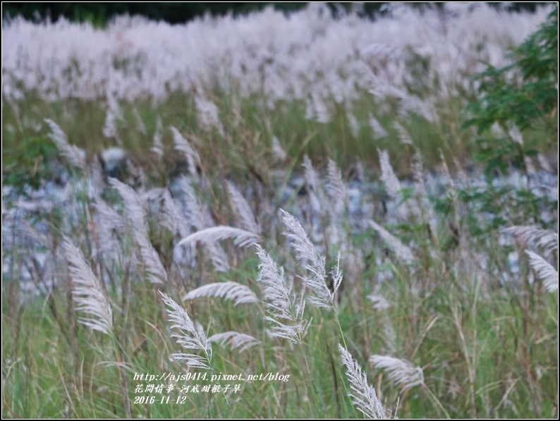 甜根子草(芒花)-2016-11-19.jpg