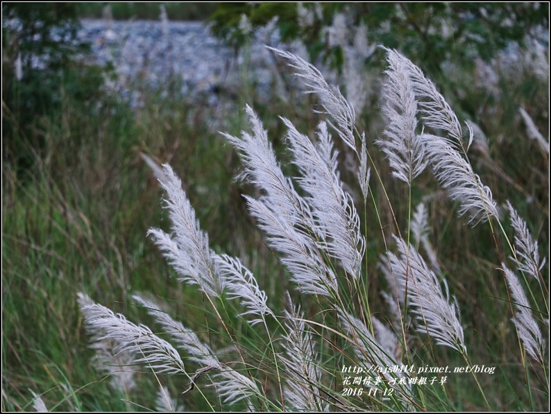 甜根子草(芒花)-2016-11-20.jpg