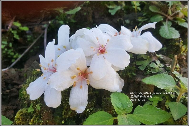 桐花.jpg 桐花.jpg