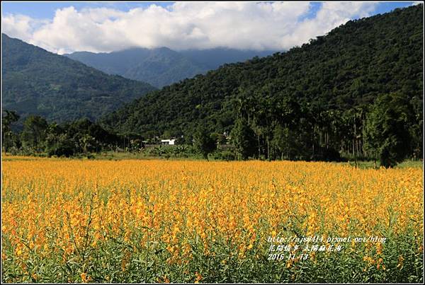 太陽麻花海-2016-11-11.jpg