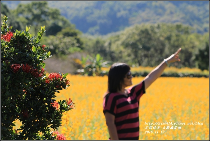 太陽麻花海-2016-11-14.jpg