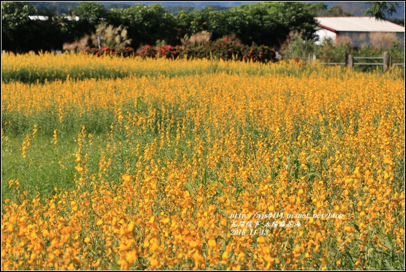 太陽麻花海-2016-11-28.jpg