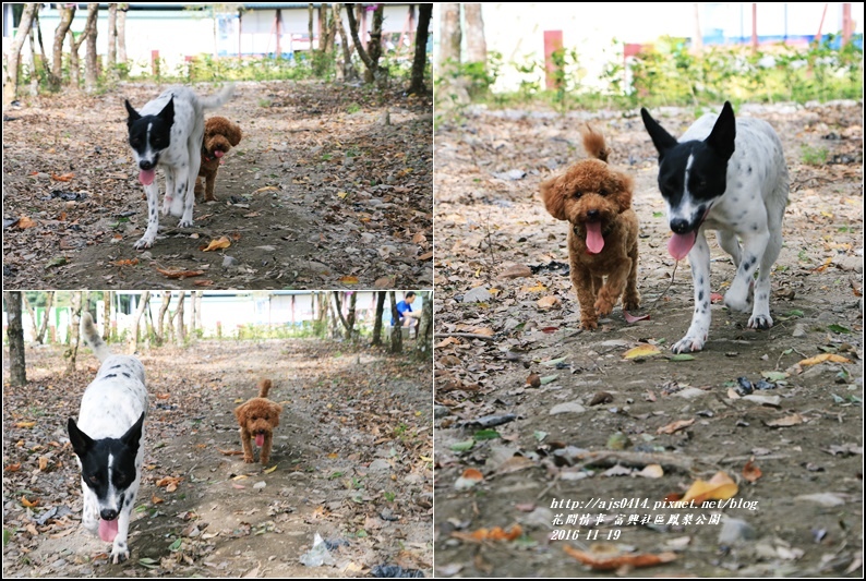 富興村鳳梨公園-2016-11-34.jpg