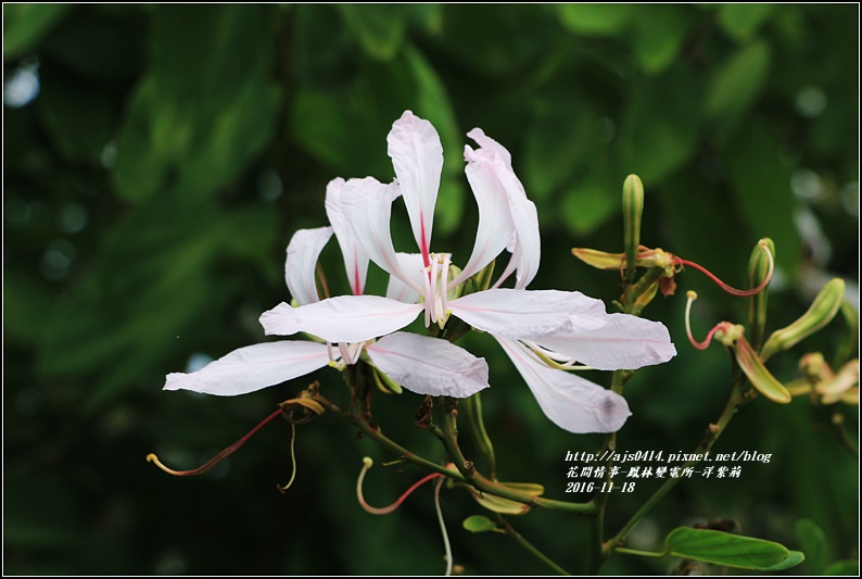 鳳林變電所(洋紫荊)-2016-11-02.jpg