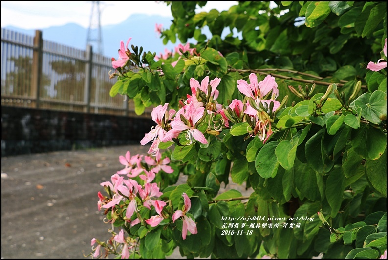 鳳林變電所(洋紫荊)-2016-11-03.jpg