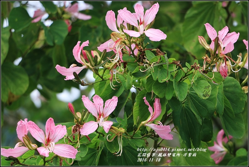 鳳林變電所(洋紫荊)-2016-11-05.jpg