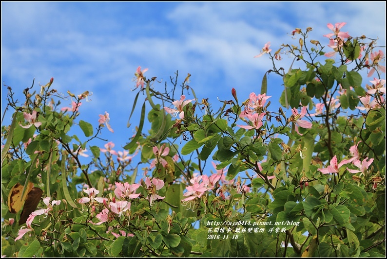 鳳林變電所(洋紫荊)-2016-11-06.jpg