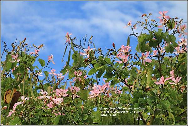 鳳林變電所(洋紫荊)-2016-11-06.jpg