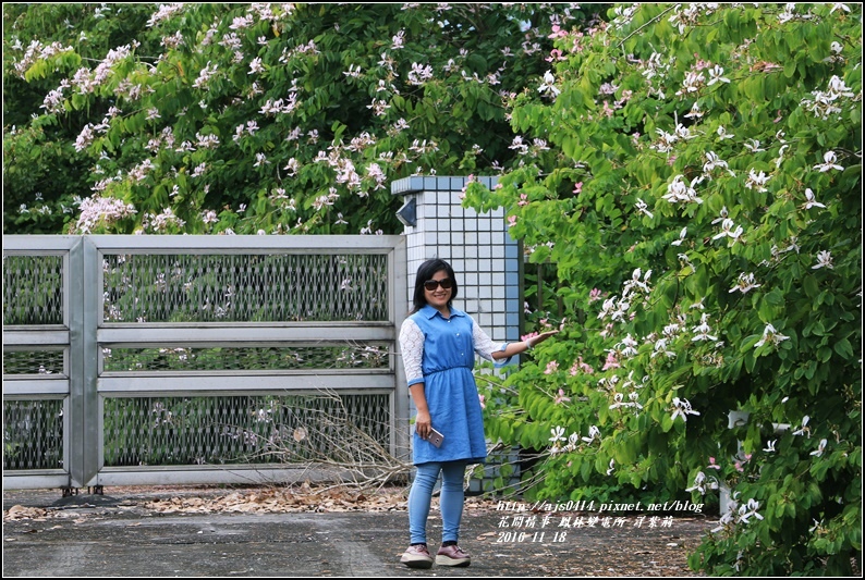 鳳林變電所(洋紫荊)-2016-11-08.jpg