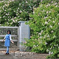 鳳林變電所(洋紫荊)-2016-11-09.jpg