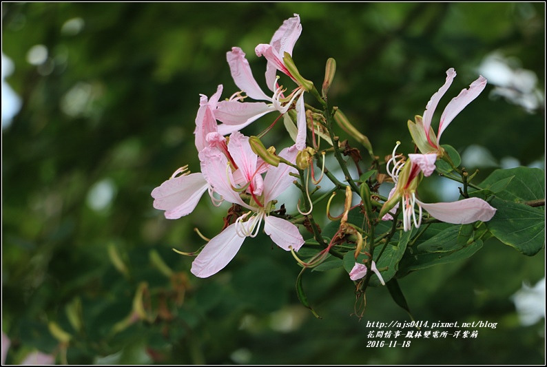 鳳林變電所(洋紫荊)-2016-11-14.jpg