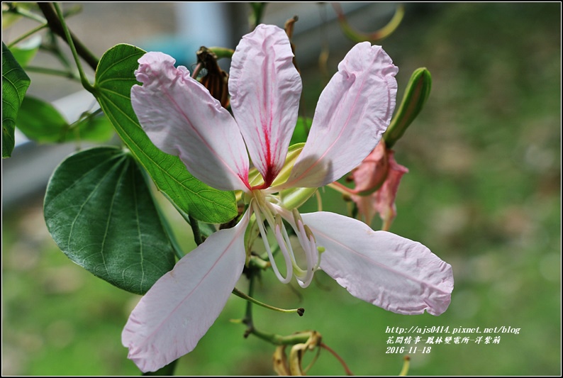 鳳林變電所(洋紫荊)-2016-11-15.jpg