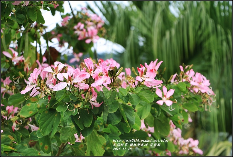 鳳林變電所(洋紫荊)-2016-11-20.jpg