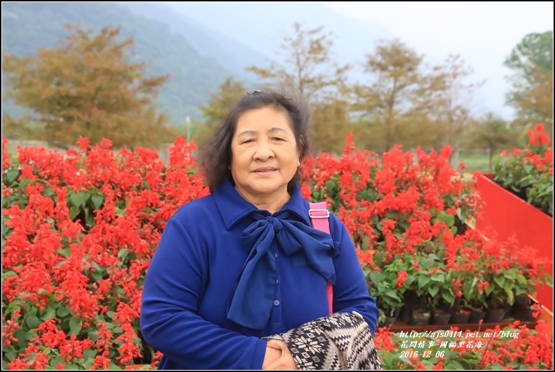 國福里花海-2016-12-13.jpg