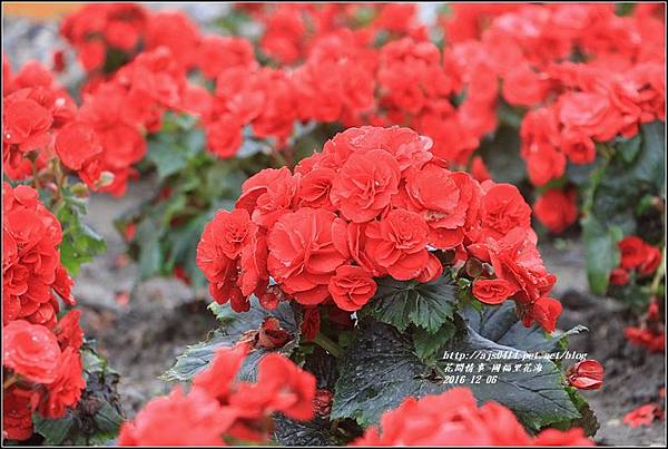 國福里花海-2016-12-22.jpg