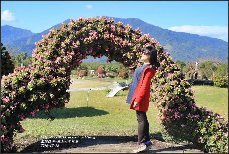 池上四季花海-2016-12-20.jpg