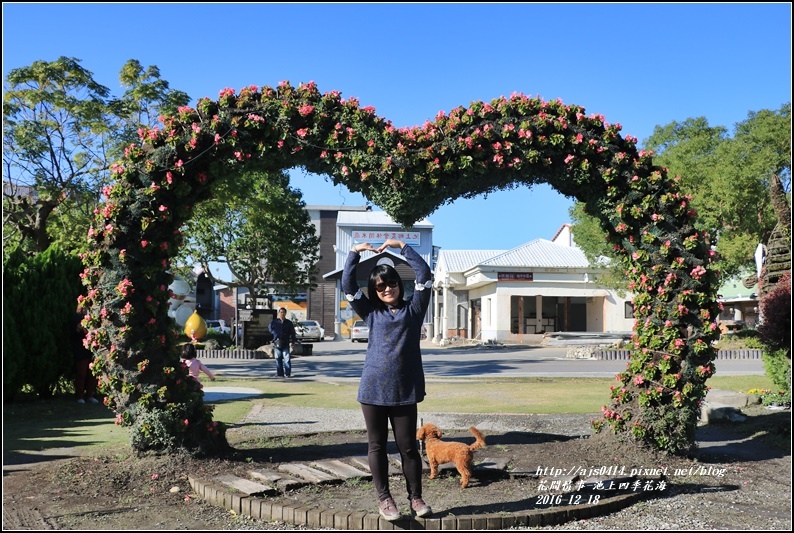 池上四季花海-2016-12-26.jpg