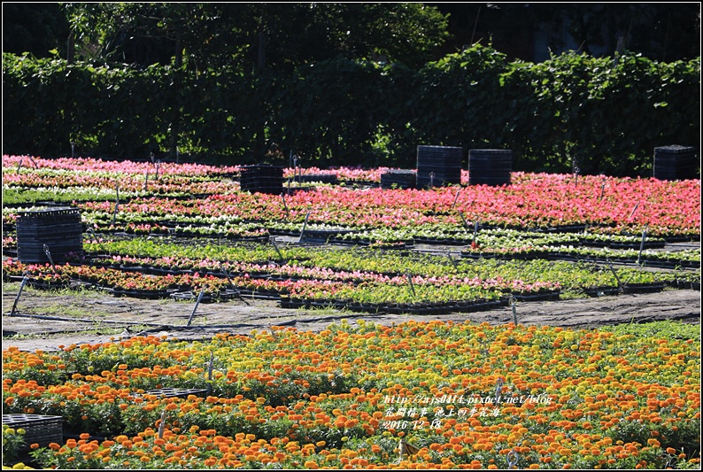 池上四季花海-2016-12-29.jpg