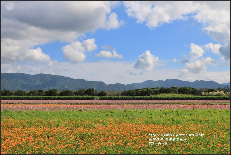 鳳榮農會花海-2017-01-01.jpg 鳳榮農會花海-2017-01-01.jpg