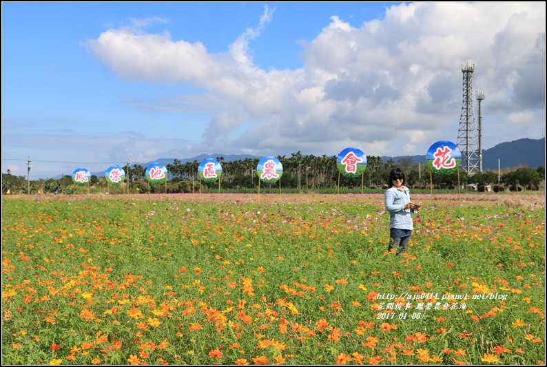 鳳榮農會花海-2017-01-03.jpg 鳳榮農會花海-2017-01-03.jpg