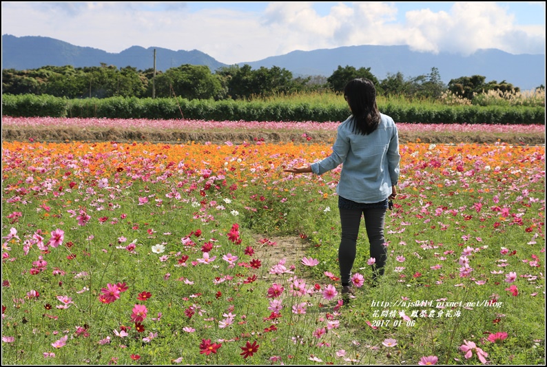 鳳榮農會花海-2017-01-06.jpg 鳳榮農會花海-2017-01-06.jpg