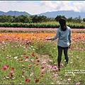 鳳榮農會花海-2017-01-06.jpg