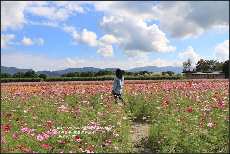 鳳榮農會花海-2017-01-07.jpg 鳳榮農會花海-2017-01-07.jpg