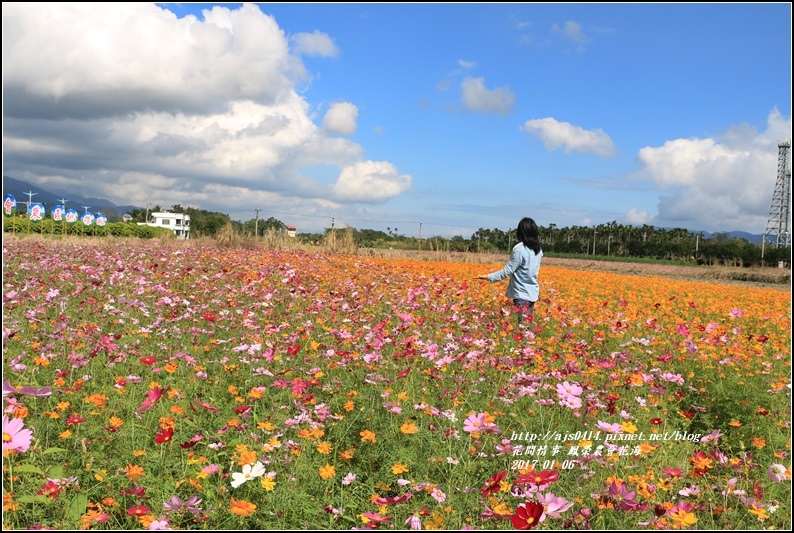 鳳榮農會花海-2017-01-08.jpg 鳳榮農會花海-2017-01-08.jpg