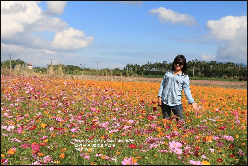 鳳榮農會花海-2017-01-09.jpg